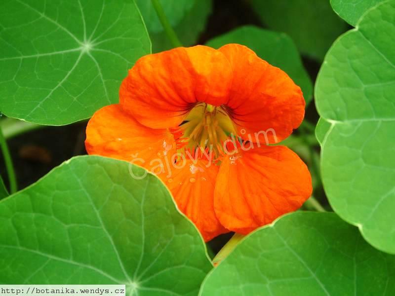 Lichořeřišnice semeno